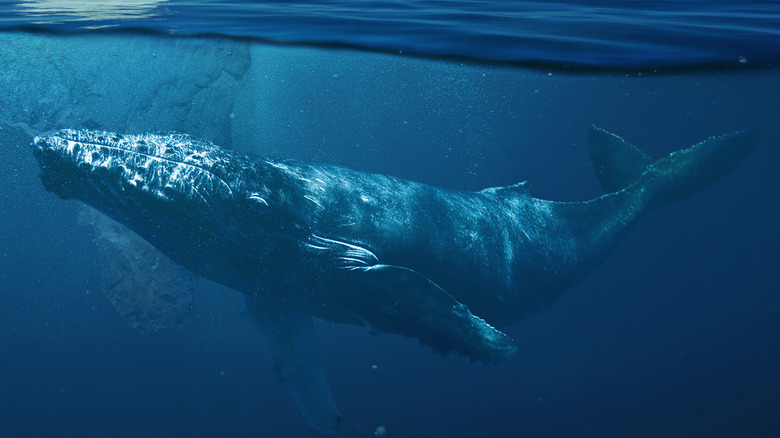 Самое крупное животное: синий кит