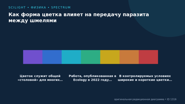 Схема к статье «Как форма цветка влияет на передачу паразита между шмелями»: Цветок служит общей «столовой» для многих…, Работа, опубликованная в Ecology в 2022 году…, В контролируемых условиях широкие и короткие цветки…