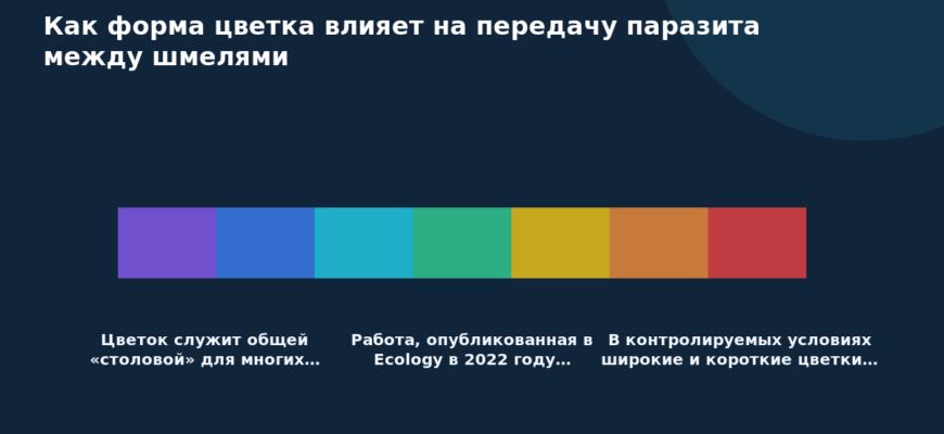 Схема к статье «Как форма цветка влияет на передачу паразита между шмелями»: Цветок служит общей «столовой» для многих…, Работа, опубликованная в Ecology в 2022 году…, В контролируемых условиях широкие и короткие цветки…