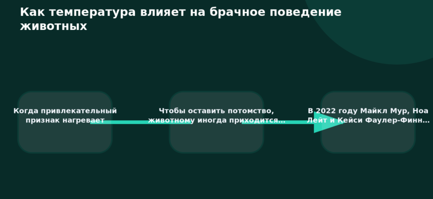 Схема к статье «Как температура влияет на брачное поведение животных»: Когда привлекательный признак нагревает, Чтобы оставить потомство, животному иногда приходится…, В 2022 году Майкл Мур, Ноа Лейт и Кейси Фаулер-Финн…