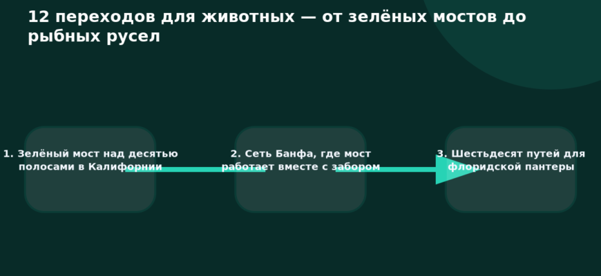 Схема к статье «12 переходов для животных — от зелёных мостов до рыбных русел»: 1. Зелёный мост над десятью полосами в Калифорнии, 2. Сеть Банфа, где мост работает вместе с забором, 3. Шестьдесят путей для флоридской пантеры