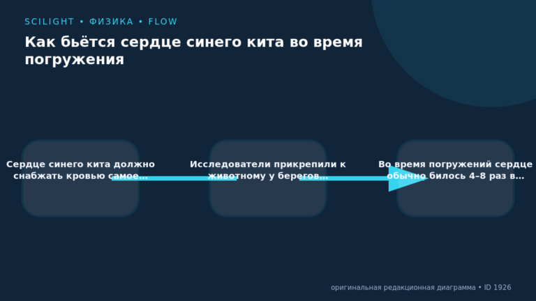Схема к статье «Как бьётся сердце синего кита во время погружения»: Сердце синего кита должно снабжать кровью самое…, Исследователи прикрепили к животному у берегов…, Во время погружений сердце обычно билось 4–8 раз в…