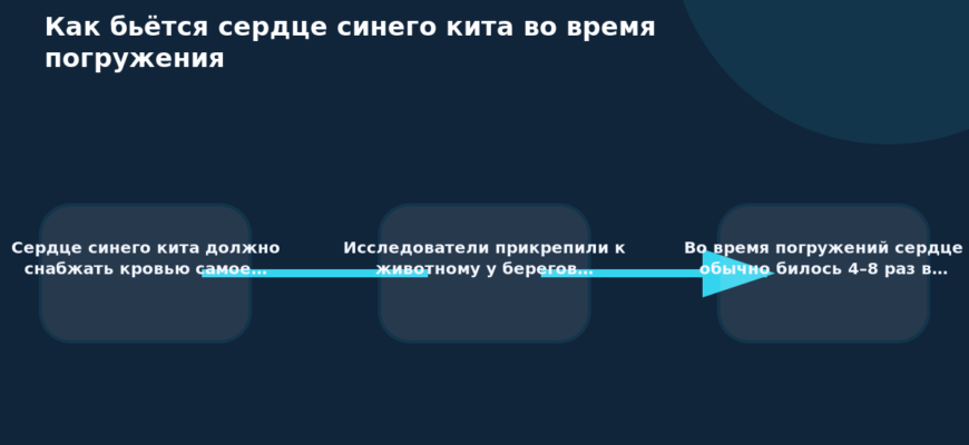 Схема к статье «Как бьётся сердце синего кита во время погружения»: Сердце синего кита должно снабжать кровью самое…, Исследователи прикрепили к животному у берегов…, Во время погружений сердце обычно билось 4–8 раз в…