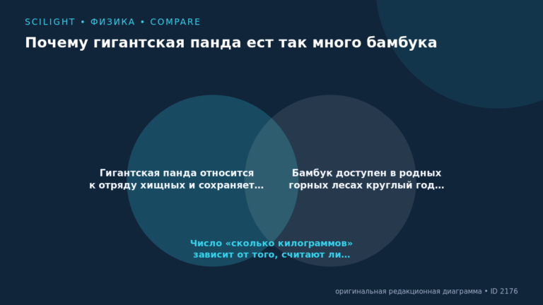 Схема к статье «Почему гигантская панда ест так много бамбука»: Гигантская панда относится к отряду хищных и сохраняет…, Бамбук доступен в родных горных лесах круглый год…, Число «сколько килограммов» зависит от того, считают ли…