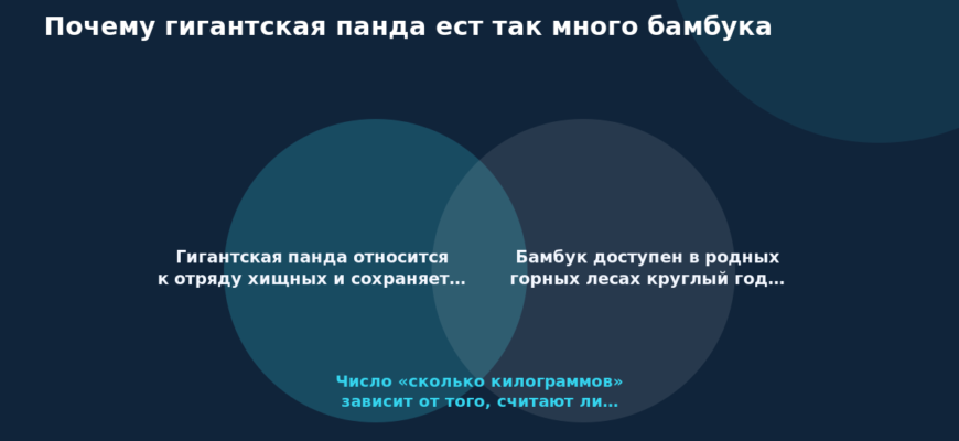 Схема к статье «Почему гигантская панда ест так много бамбука»: Гигантская панда относится к отряду хищных и сохраняет…, Бамбук доступен в родных горных лесах круглый год…, Число «сколько килограммов» зависит от того, считают ли…