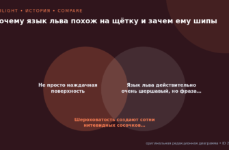 Схема к статье «Почему язык льва похож на щётку и зачем ему шипы»: Не просто наждачная поверхность, Язык льва действительно очень шершавый, но фраза…, Шероховатость создают сотни нитевидных сосочков…
