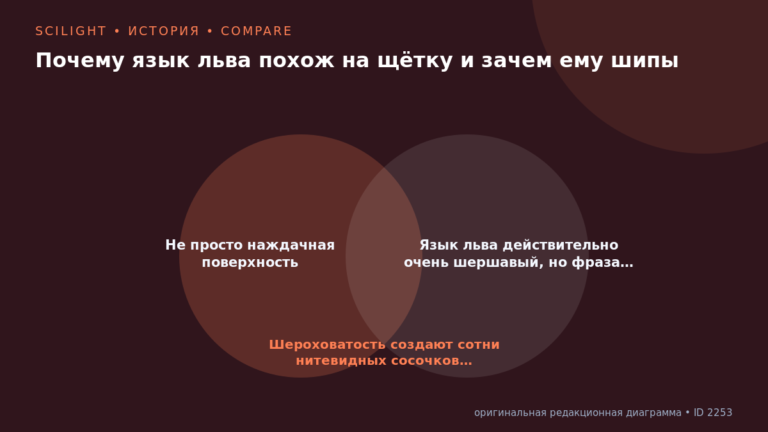 Схема к статье «Почему язык льва похож на щётку и зачем ему шипы»: Не просто наждачная поверхность, Язык льва действительно очень шершавый, но фраза…, Шероховатость создают сотни нитевидных сосочков…