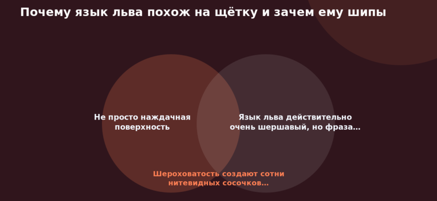 Схема к статье «Почему язык льва похож на щётку и зачем ему шипы»: Не просто наждачная поверхность, Язык льва действительно очень шершавый, но фраза…, Шероховатость создают сотни нитевидных сосочков…