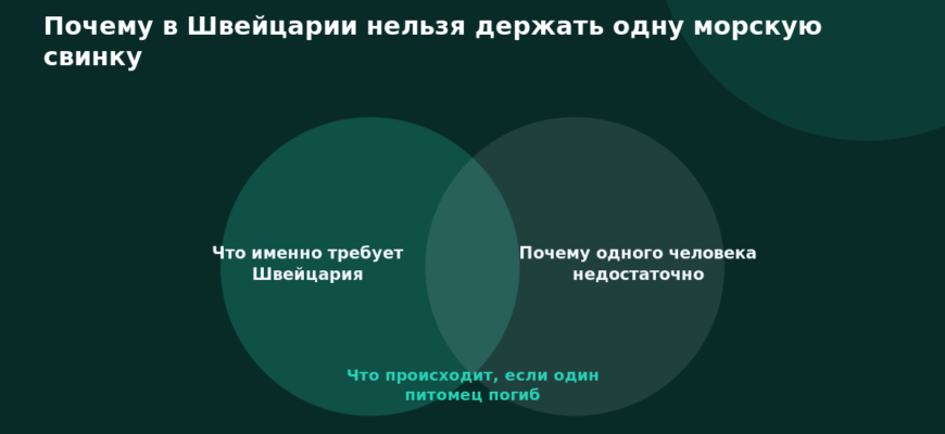 Схема к статье «Почему в Швейцарии нельзя держать одну морскую свинку»: Что именно требует Швейцария, Почему одного человека недостаточно, Что происходит, если один питомец погиб