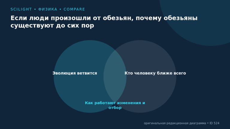Схема к статье «Если люди произошли от обезьян, почему обезьяны существуют до сих пор»: Эволюция ветвится, Кто человеку ближе всего, Как работают изменения и отбор