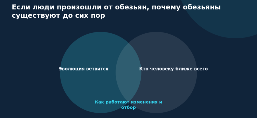 Схема к статье «Если люди произошли от обезьян, почему обезьяны существуют до сих пор»: Эволюция ветвится, Кто человеку ближе всего, Как работают изменения и отбор