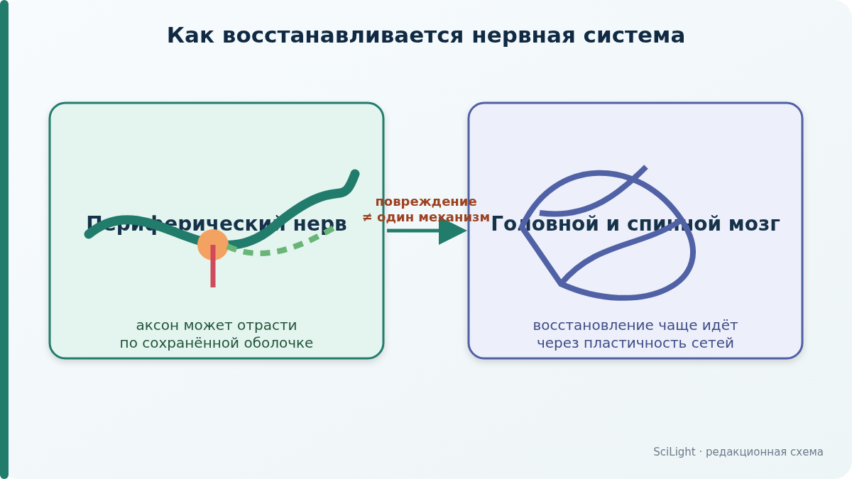 Сравнение отрастания аксона в периферическом нерве и перестройки связей в центральной нервной системе