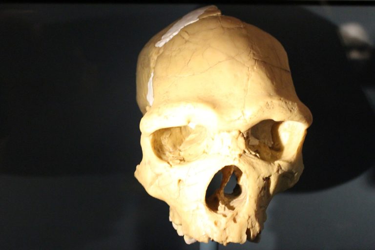 Реконструкция черепа Homo heidelbergensis европейской линии