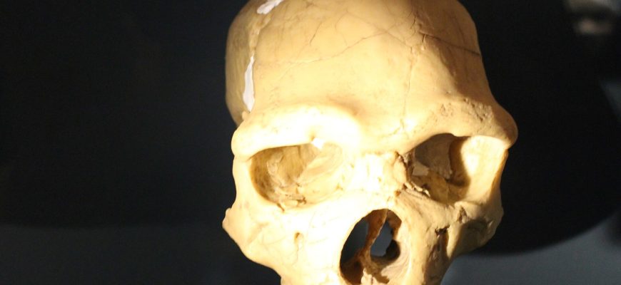 Реконструкция черепа Homo heidelbergensis европейской линии
