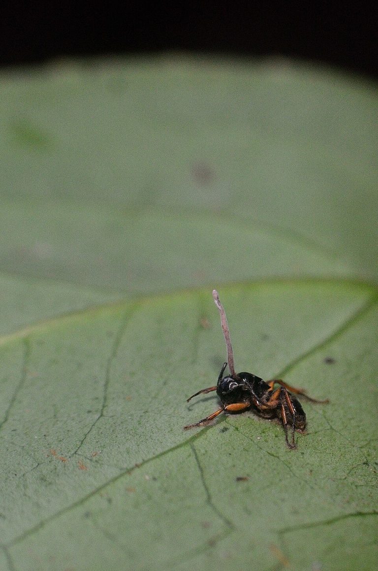 Мёртвый муравей на листе с плодовым телом гриба Ophiocordyceps, выросшим из головы
