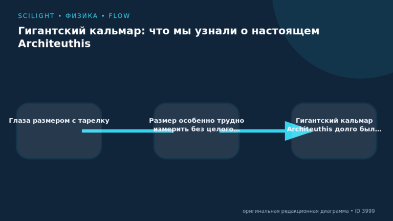 Схема к статье «Гигантский кальмар: что мы узнали о настоящем Architeuthis»: Глаза размером с тарелку, Размер особенно трудно измерить без целого…, Гигантский кальмар Architeuthis долго был…
