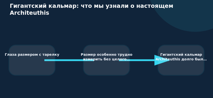 Схема к статье «Гигантский кальмар: что мы узнали о настоящем Architeuthis»: Глаза размером с тарелку, Размер особенно трудно измерить без целого…, Гигантский кальмар Architeuthis долго был…