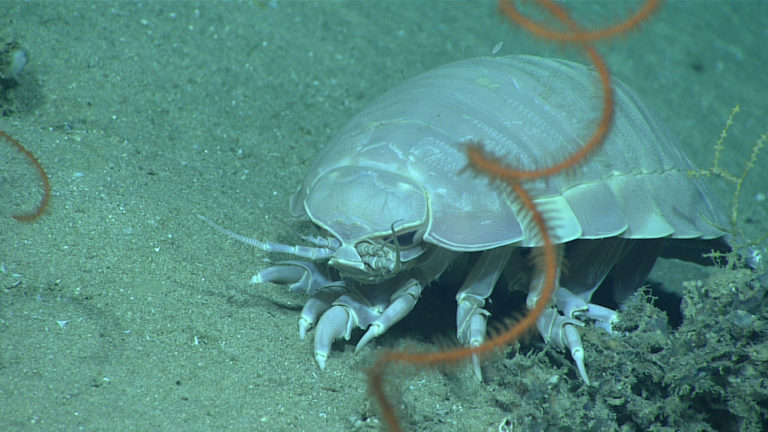 Гигантский изопод Bathynomus giganteus на морском дне