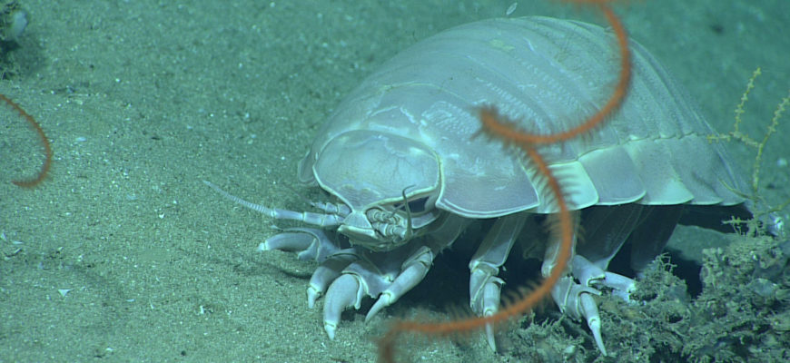 Гигантский изопод Bathynomus giganteus на морском дне