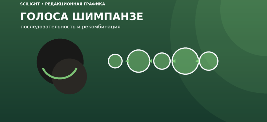 Схема последовательности разных вокальных сигналов шимпанзе
