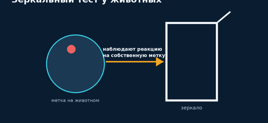 Схема животного перед зеркалом показывает метку на голове и проверку реакции на отражение