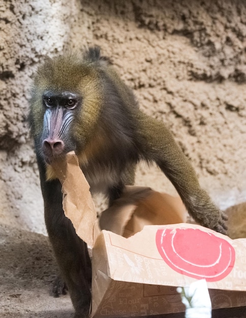 Груминг у обезьян: как правильно ухаживать за шерстью и кожей