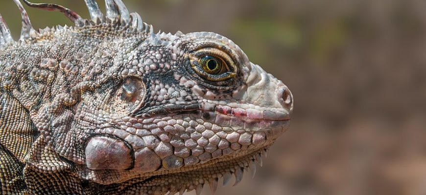Зелёная игуана на ветке в естественной среде острова Маргарита