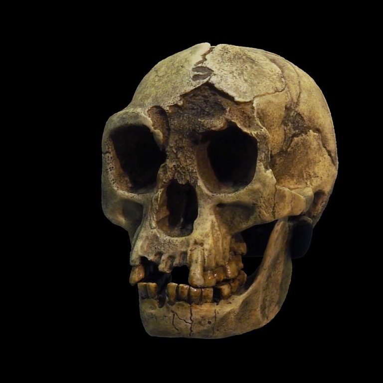 Небольшой череп Homo floresiensis на чёрном музейном фоне