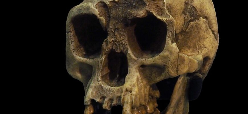 Небольшой череп Homo floresiensis на чёрном музейном фоне