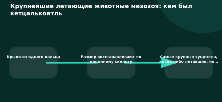 Схема к статье «Крупнейшие летающие животные мезозоя: кем был кетцалькоатль»: Крыло из одного пальца, Размер восстанавливают по неполному скелету, Самые крупные существа, когда-либо летавшие, не…