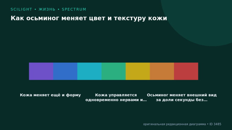 Схема к статье «Как осьминог меняет цвет и текстуру кожи»: Кожа меняет ещё и форму, Кожа управляется одновременно нервами и…, Осьминог меняет внешний вид за доли секунды без…