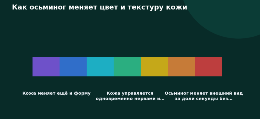 Схема к статье «Как осьминог меняет цвет и текстуру кожи»: Кожа меняет ещё и форму, Кожа управляется одновременно нервами и…, Осьминог меняет внешний вид за доли секунды без…