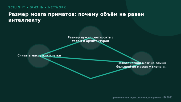 Схема к статье «Размер мозга приматов: почему объём не равен интеллекту»: Считать массу или клетки, Размер нужно соотносить с телом и архитектурой, Человеческий мозг не самый большой по массе: у слона и…