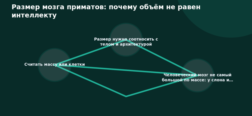 Схема к статье «Размер мозга приматов: почему объём не равен интеллекту»: Считать массу или клетки, Размер нужно соотносить с телом и архитектурой, Человеческий мозг не самый большой по массе: у слона и…