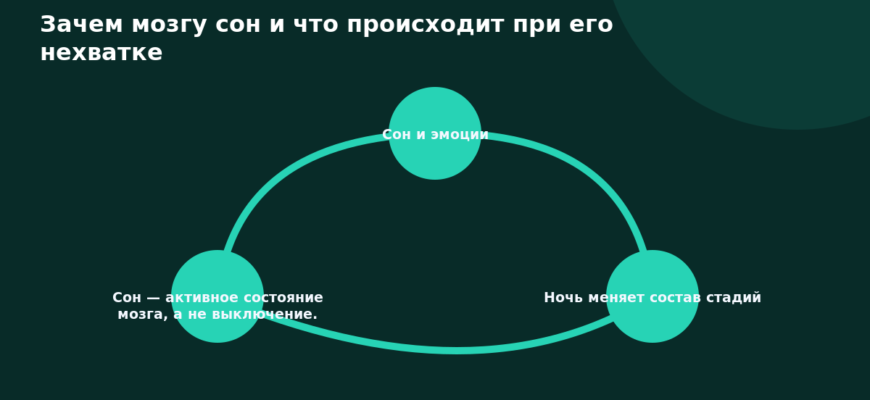 Схема к статье «Зачем мозгу сон и что происходит при его нехватке»: Сон и эмоции, Ночь меняет состав стадий, Сон — активное состояние мозга, а не выключение.