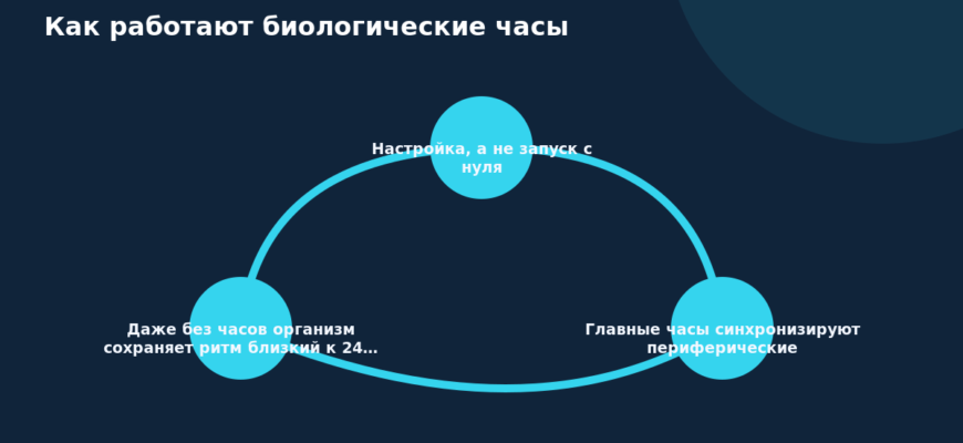 Схема к статье «Как работают биологические часы»: Настройка, а не запуск с нуля, Главные часы синхронизируют периферические, Даже без часов организм сохраняет ритм близкий к 24…
