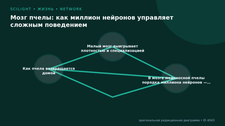 Схема к статье «Мозг пчелы: как миллион нейронов управляет сложным поведением»: Как пчела возвращается домой, Малый мозг выигрывает плотностью и специализацией, В мозге медоносной пчелы порядка миллиона нейронов —…