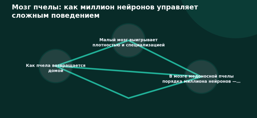 Схема к статье «Мозг пчелы: как миллион нейронов управляет сложным поведением»: Как пчела возвращается домой, Малый мозг выигрывает плотностью и специализацией, В мозге медоносной пчелы порядка миллиона нейронов —…