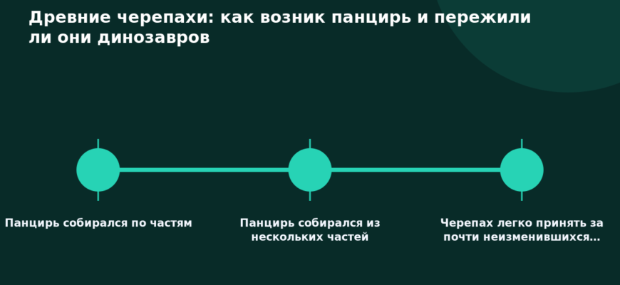 Схема к статье «Древние черепахи: как возник панцирь и пережили ли они динозавров»: Панцирь собирался по частям, Панцирь собирался из нескольких частей, Черепах легко принять за почти неизменившихся…