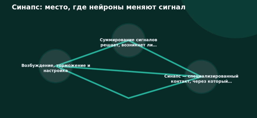 Схема к статье «Синапс: место, где нейроны меняют сигнал»: Возбуждение, торможение и настройка, Суммирование сигналов решает, возникнет ли…, Синапс — специализированный контакт, через который…