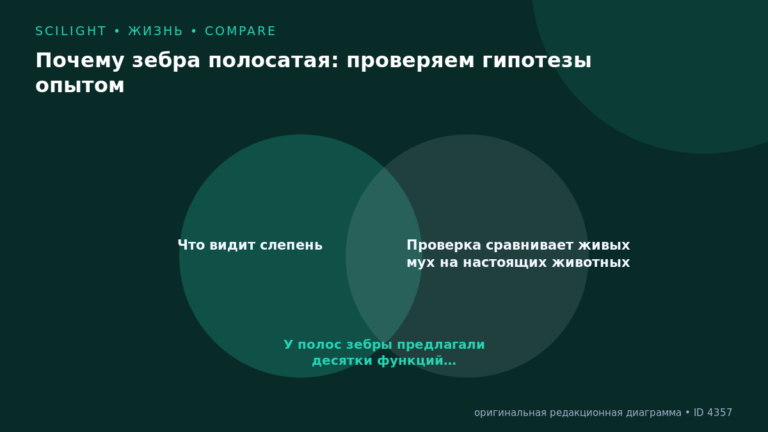 Схема к статье «Почему зебра полосатая: проверяем гипотезы опытом»: Что видит слепень, Проверка сравнивает живых мух на настоящих животных, У полос зебры предлагали десятки функций…