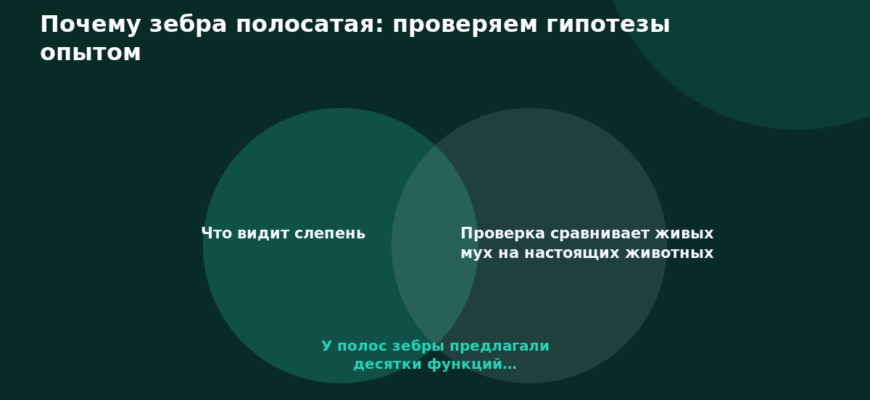 Схема к статье «Почему зебра полосатая: проверяем гипотезы опытом»: Что видит слепень, Проверка сравнивает живых мух на настоящих животных, У полос зебры предлагали десятки функций…