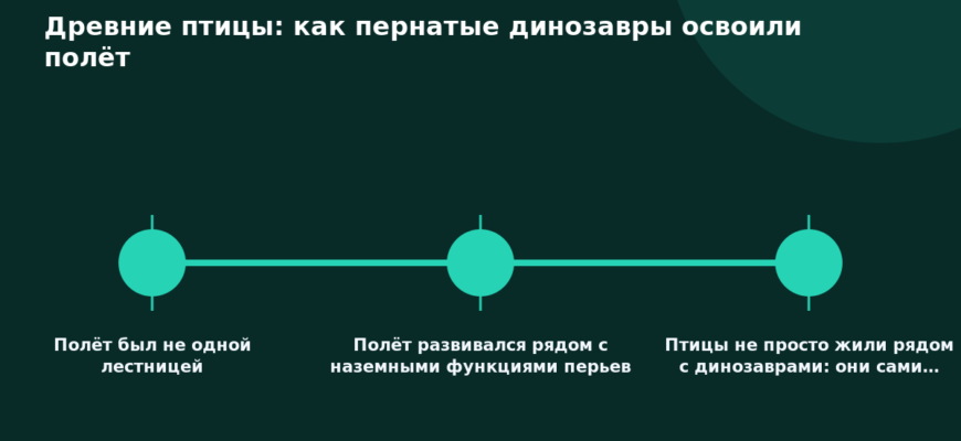 Схема к статье «Древние птицы: как пернатые динозавры освоили полёт»: Полёт был не одной лестницей, Полёт развивался рядом с наземными функциями перьев, Птицы не просто жили рядом с динозаврами: они сами…