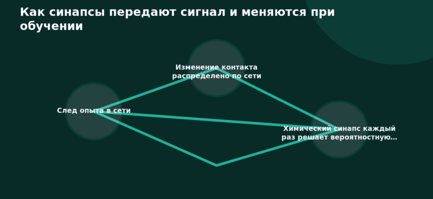 Схема к статье «Как синапсы передают сигнал и меняются при обучении»: След опыта в сети, Изменение контакта распределено по сети, Химический синапс каждый раз решает вероятностную…