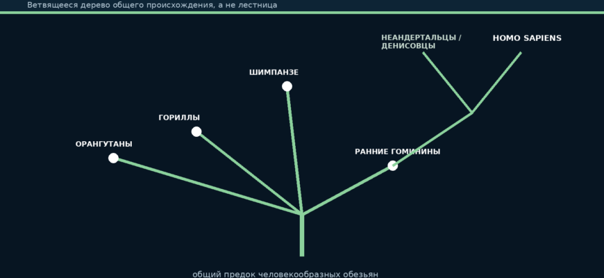 Ветвящееся дерево эволюции человека с общим предком человекообразных обезьян и несколькими линиями Homo