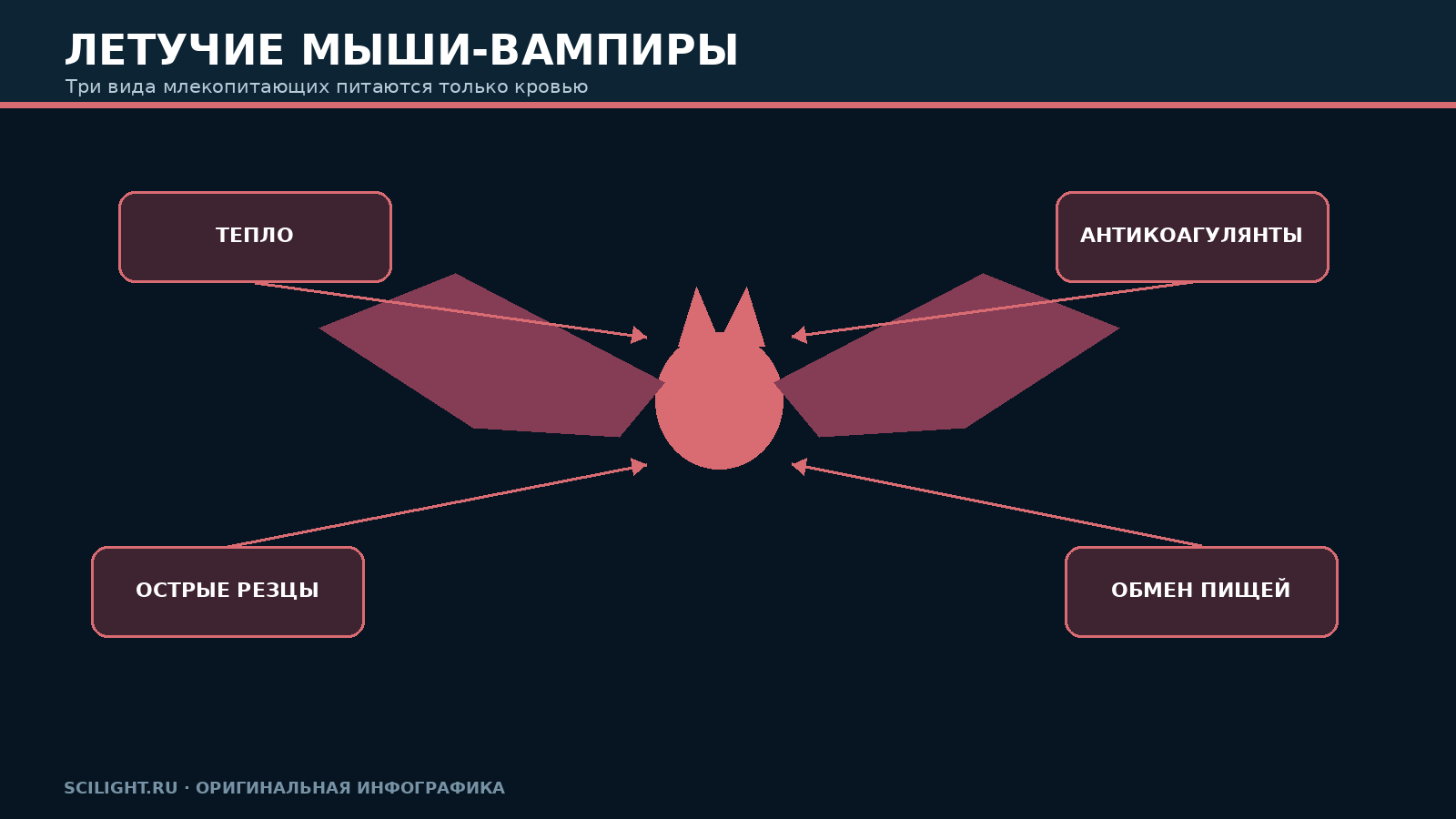 Схема приспособлений обыкновенной летучей мыши-вампира к питанию кровью
