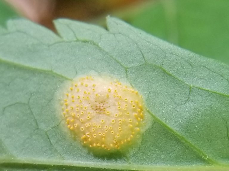 Оранжевые пустулы ржавчинного гриба Puccinia recondita на листе пшеницы