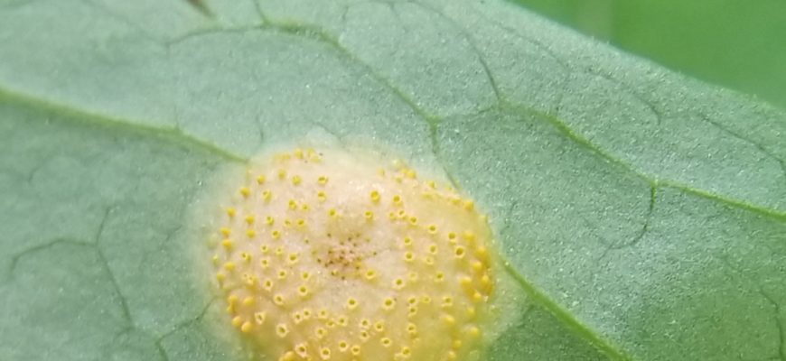 Оранжевые пустулы ржавчинного гриба Puccinia recondita на листе пшеницы