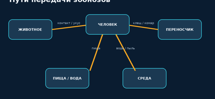 Схема показывает животное, человека, пищу и переносчика, соединённые стрелками путей передачи инфекции